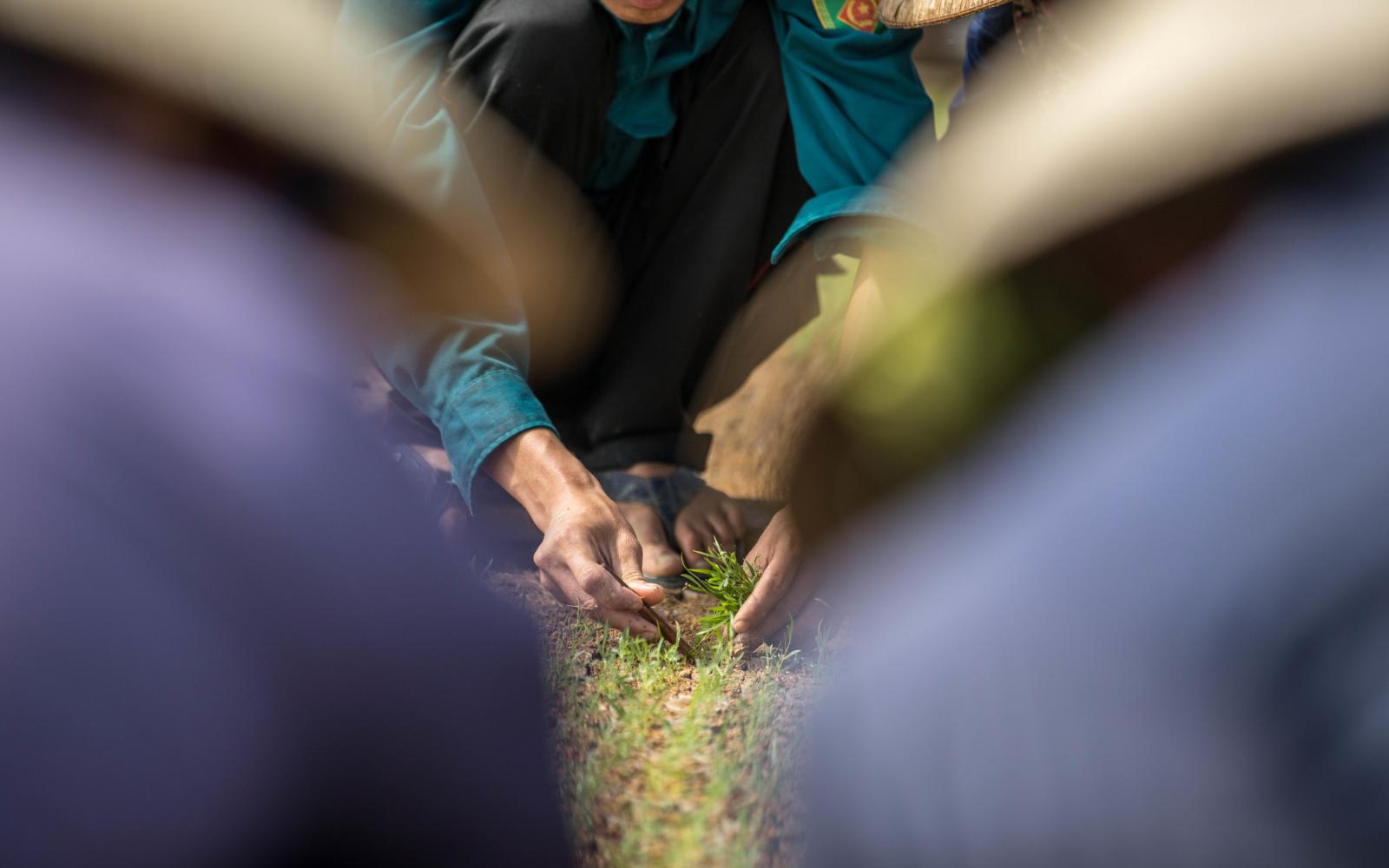 La pépinière de jeunes plants de la compagnie forestière Tien Phong, ville de Huong Thuy, Vietnam. Les semis sont produits à partir de cultures de tissus végétaux par micropropagation.