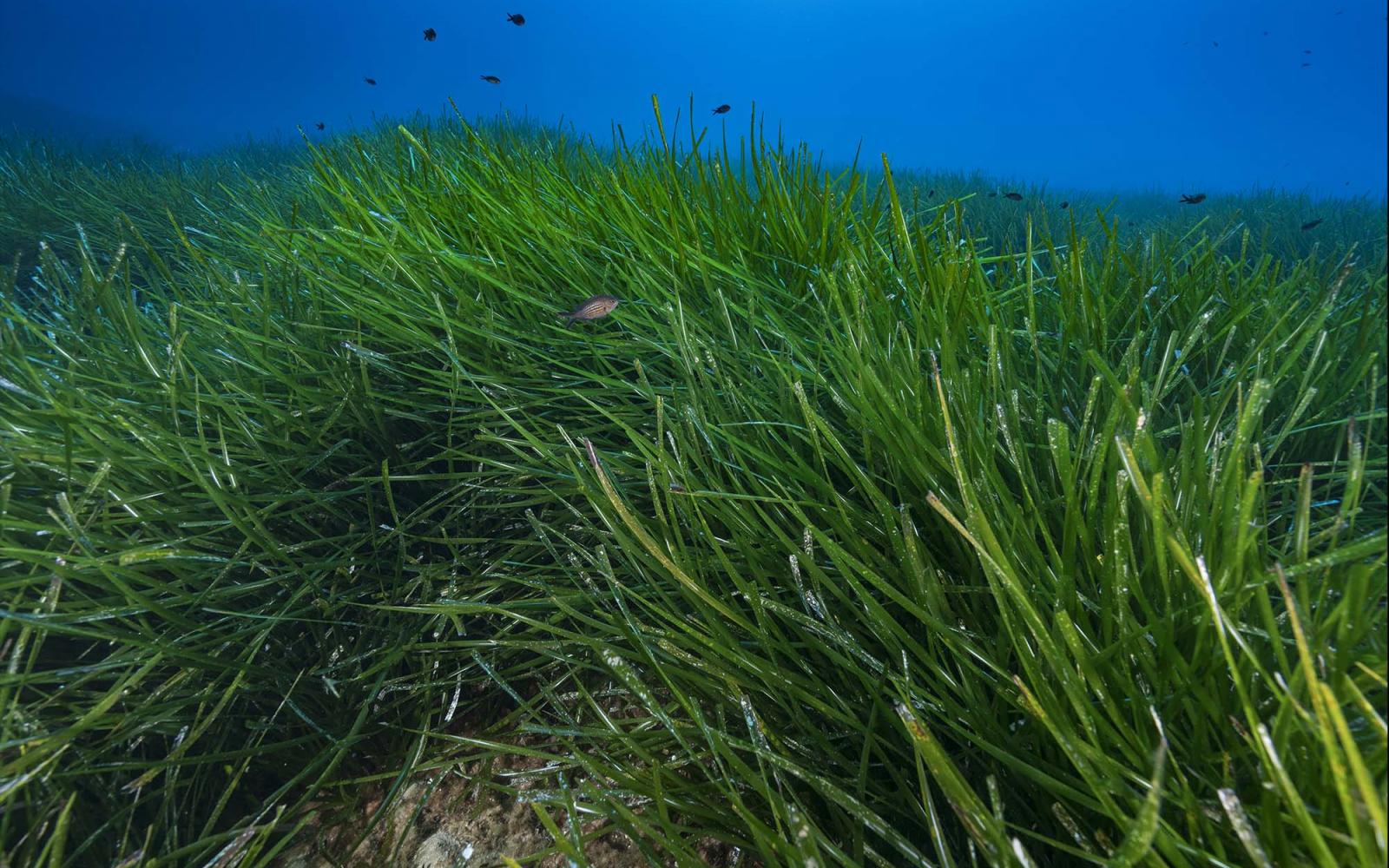 Posidonie, herbe marine et plante aquatique luxuriante.