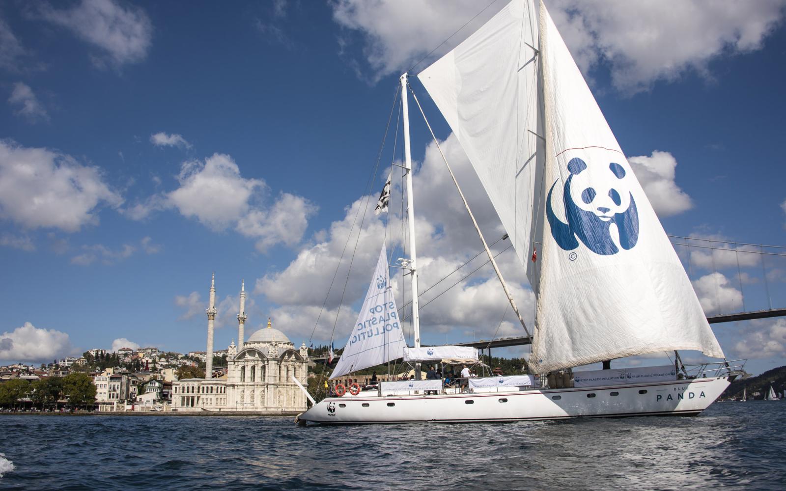 Blue Panda Bosphorus Cup
