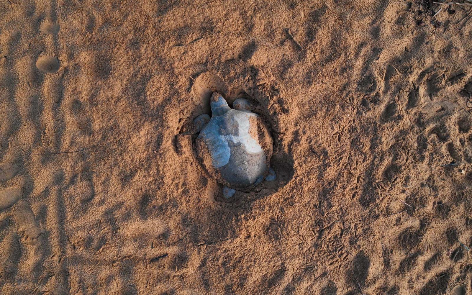 Tortue