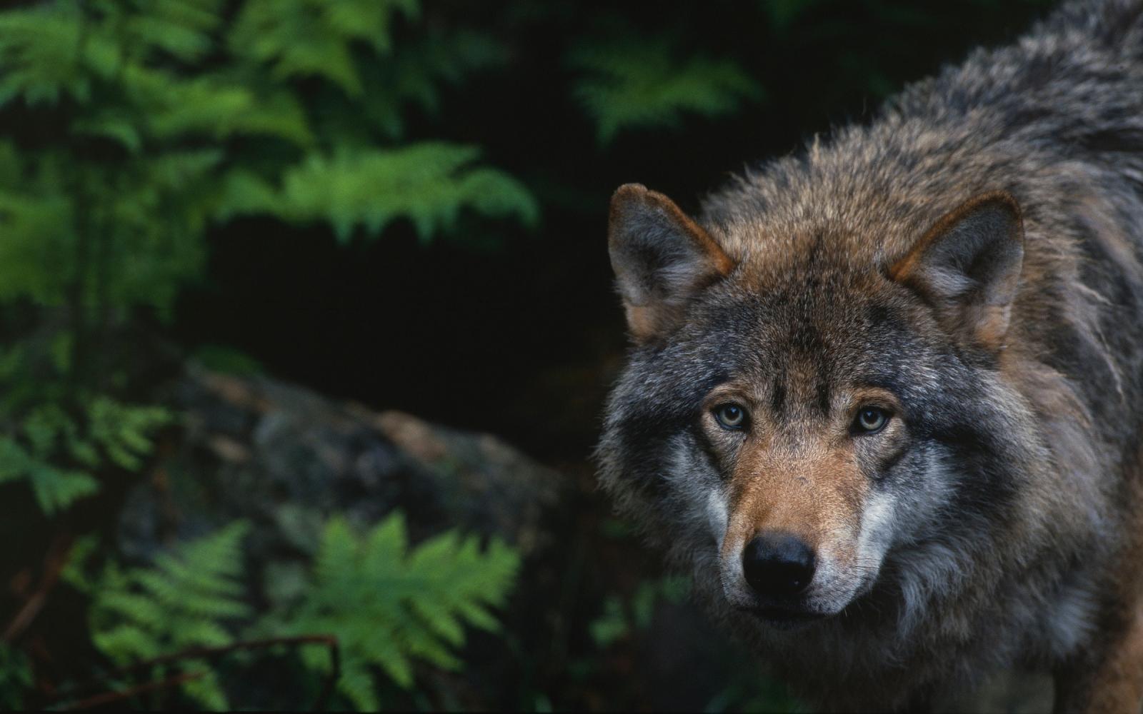 Loup européen (Canis lupus) en captivité , Zoo de Boras (Suède)