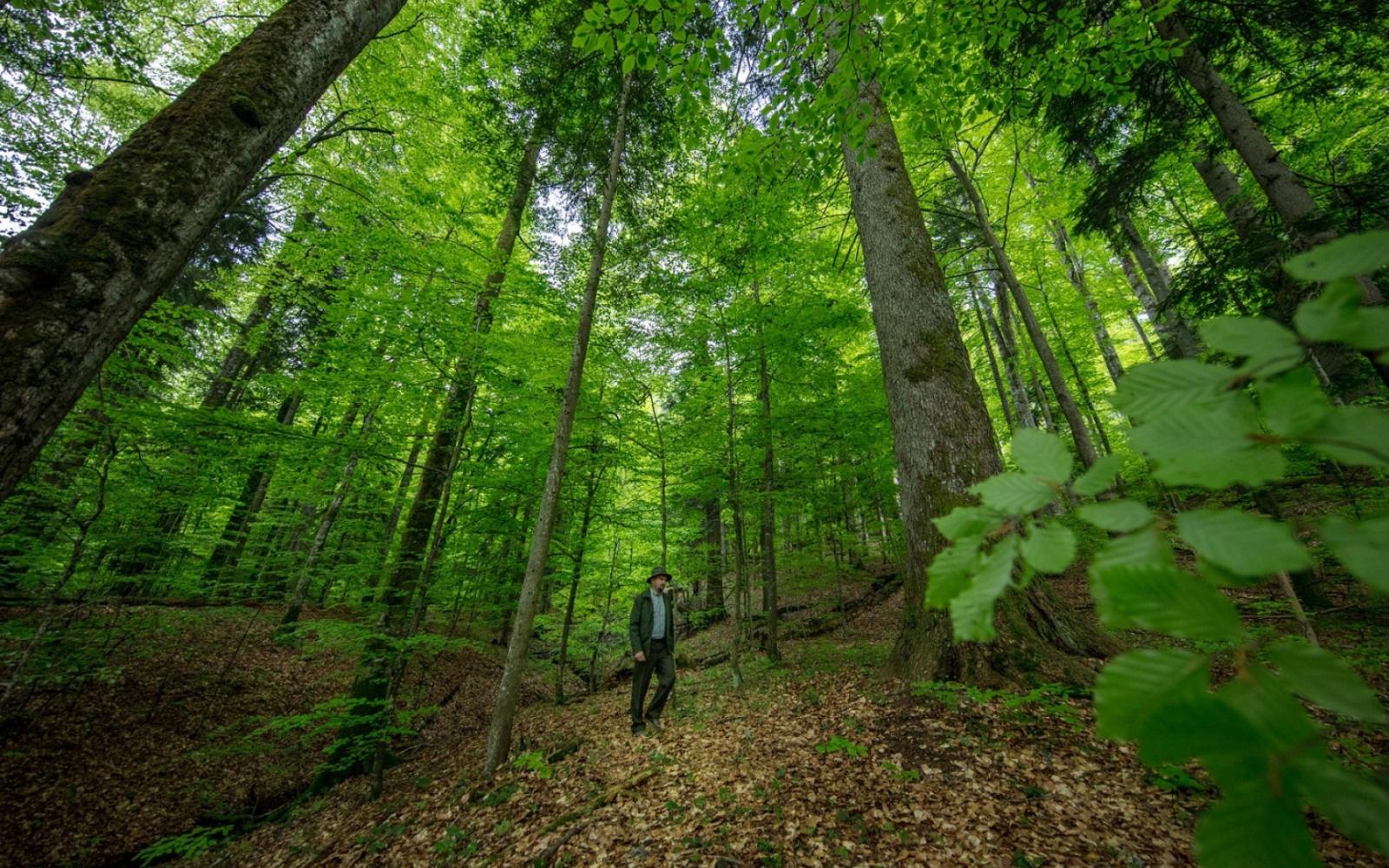 Forêt Maramures en Roumanie 