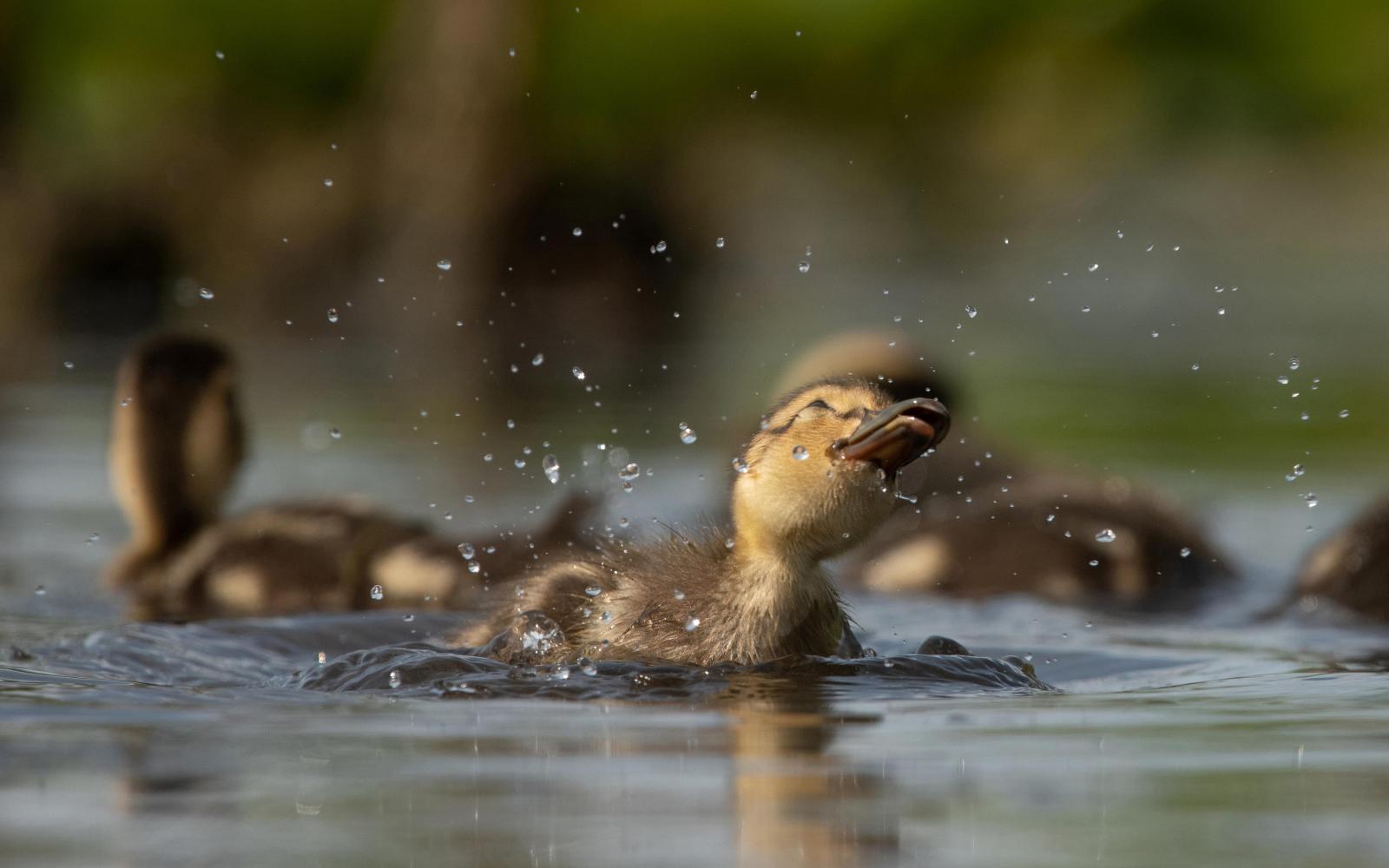 Un caneton colvert (Anas platyrhynchos)