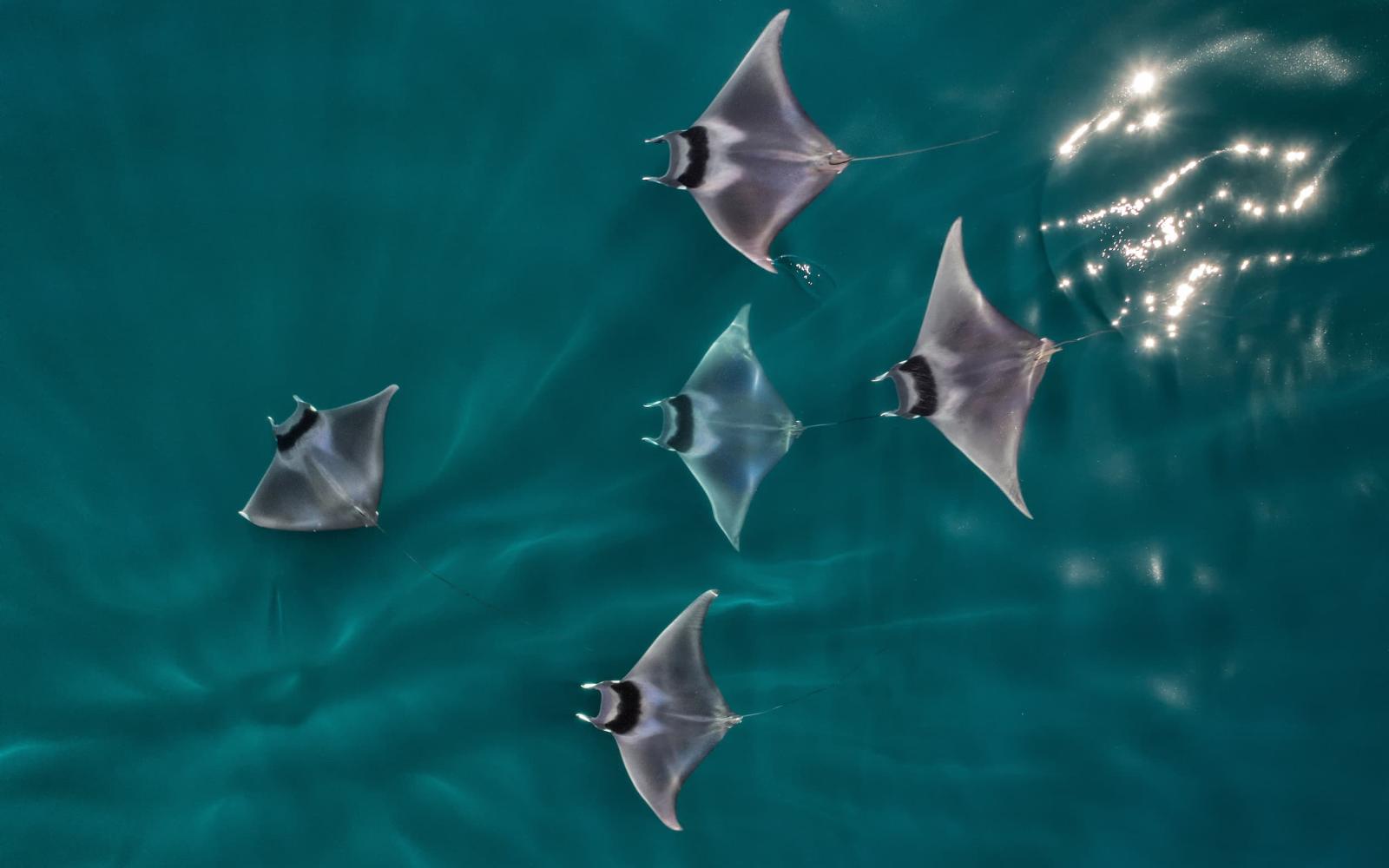 Raies diaboliques à queue épineuse (Mobula mobular) vue aérienne, Basse-Californie, Mexique