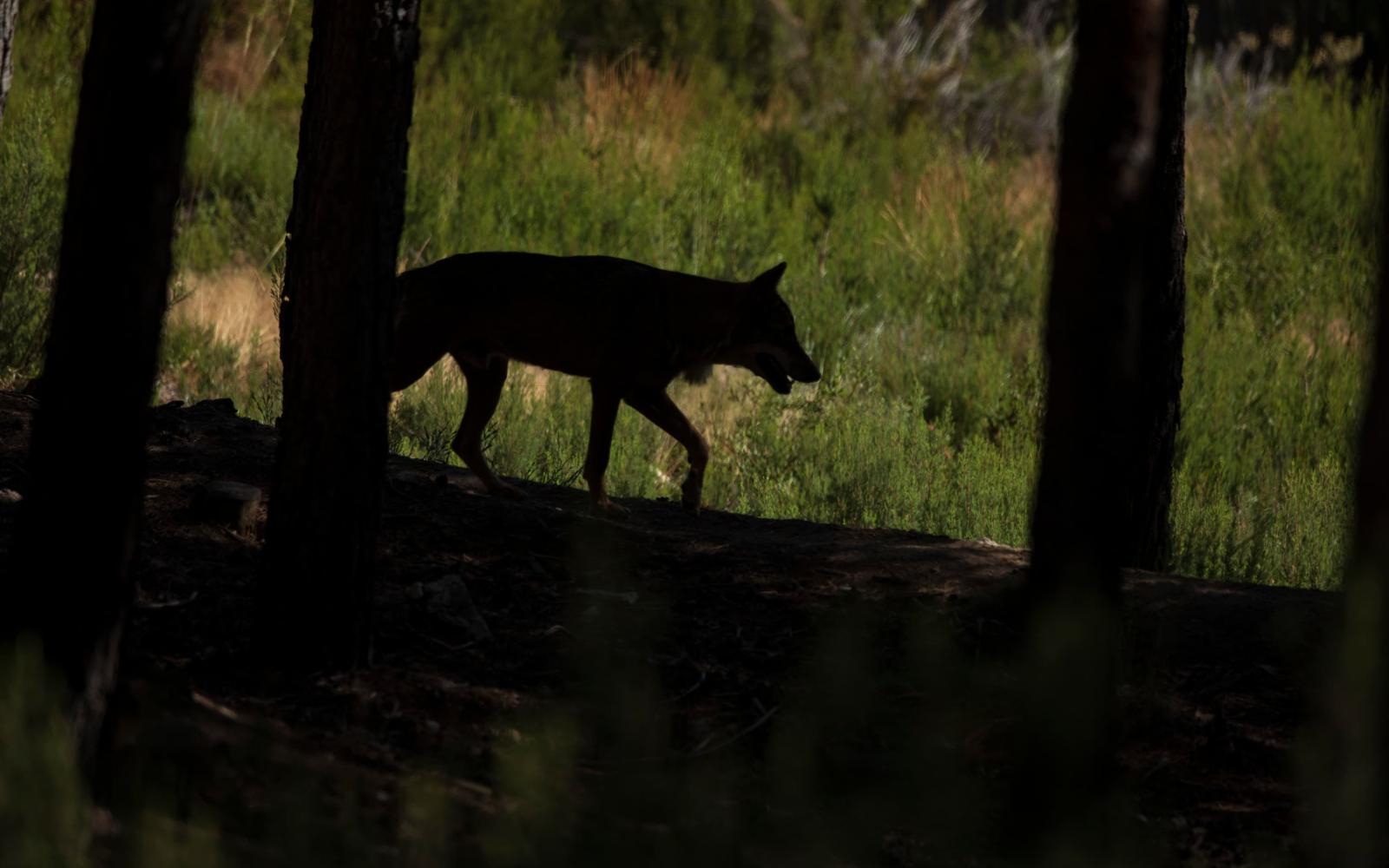 Loup européen (Canis lupus lupus)