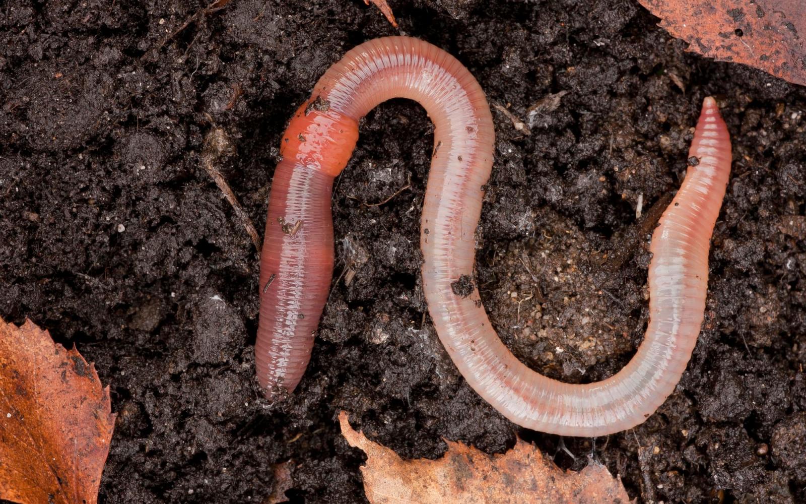 Ver de terre commun (Lumbricus terrestris), au sol.
