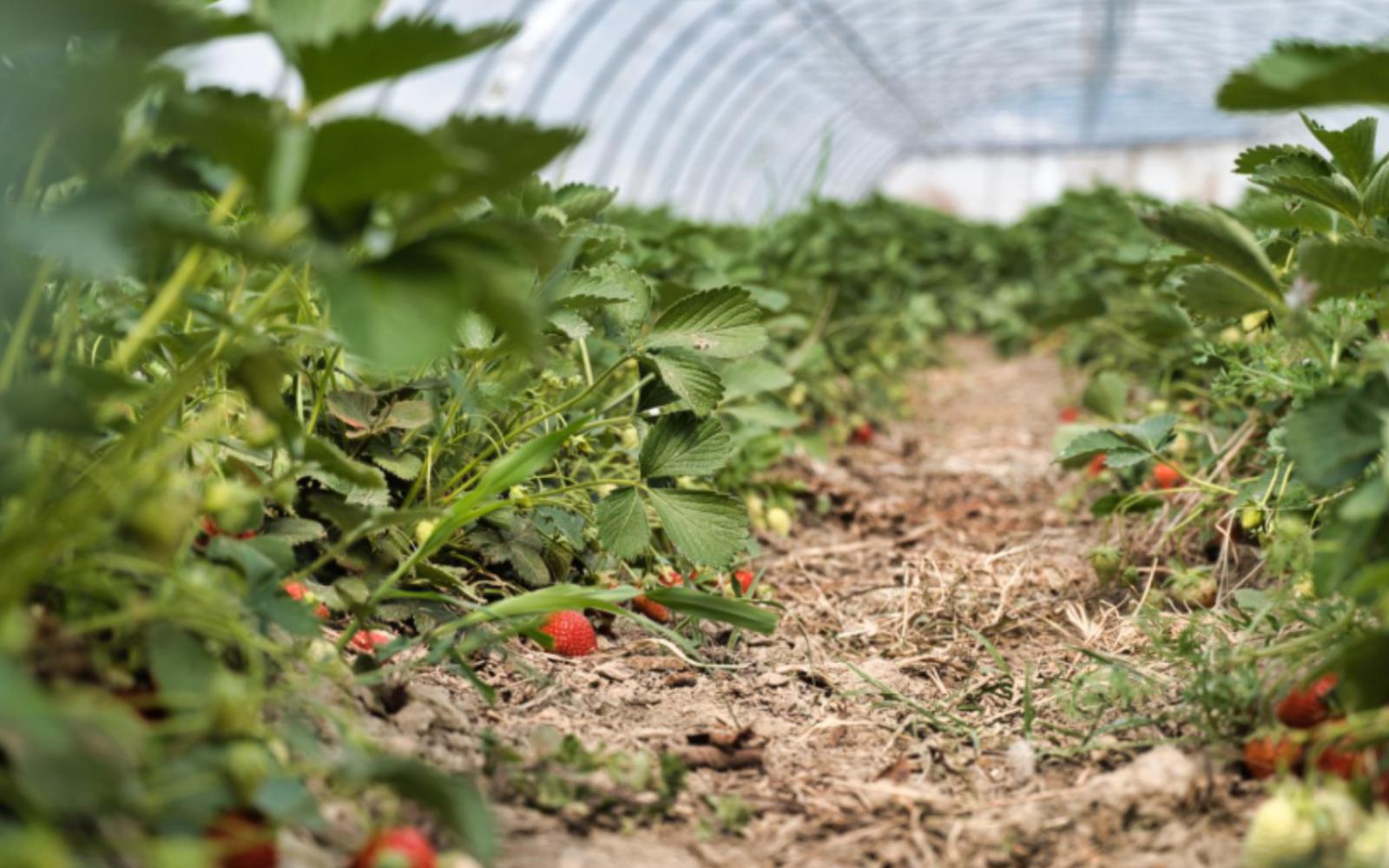 Fraisier sous serre