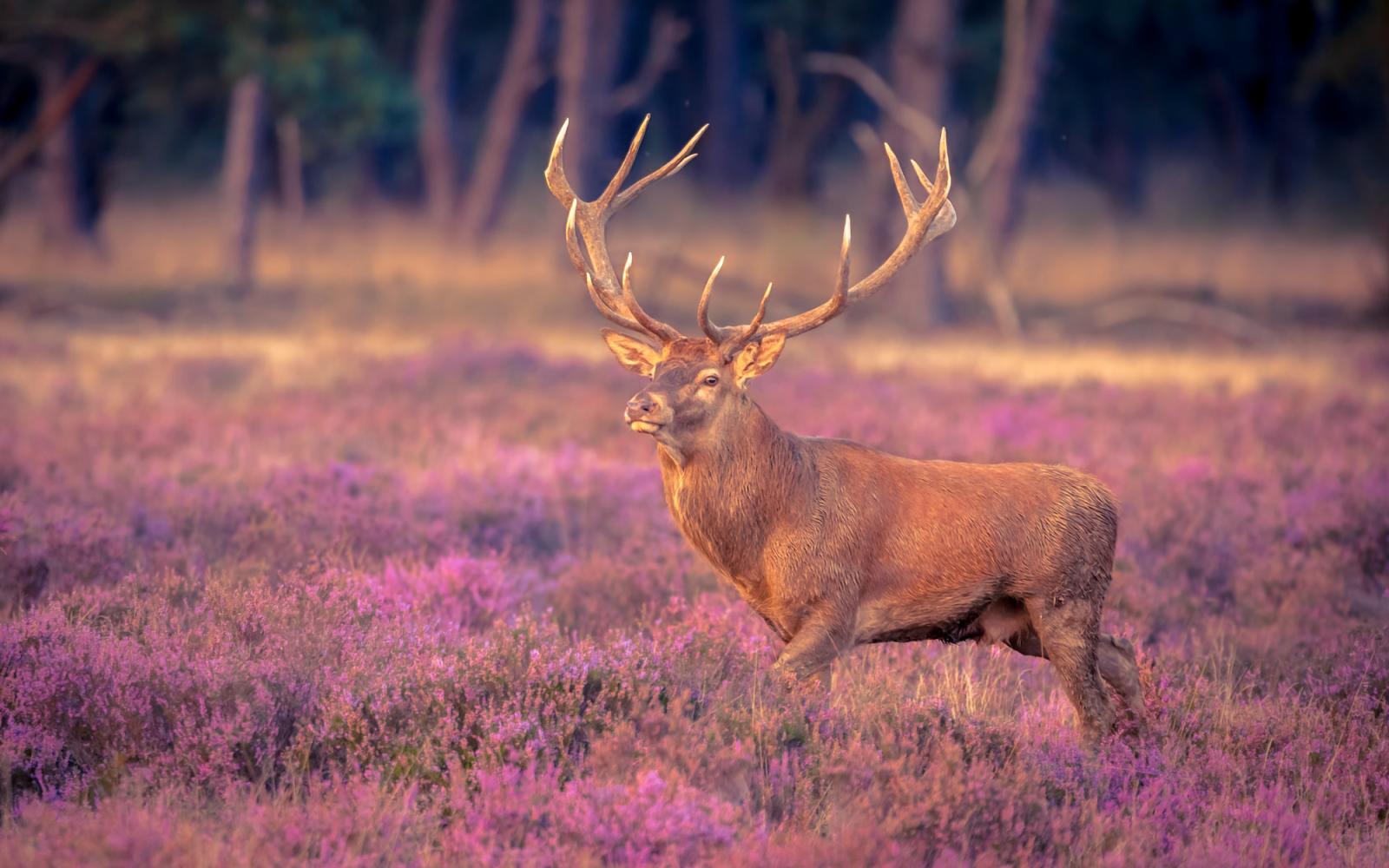 Cerf dans un champs de fleurs violettes 