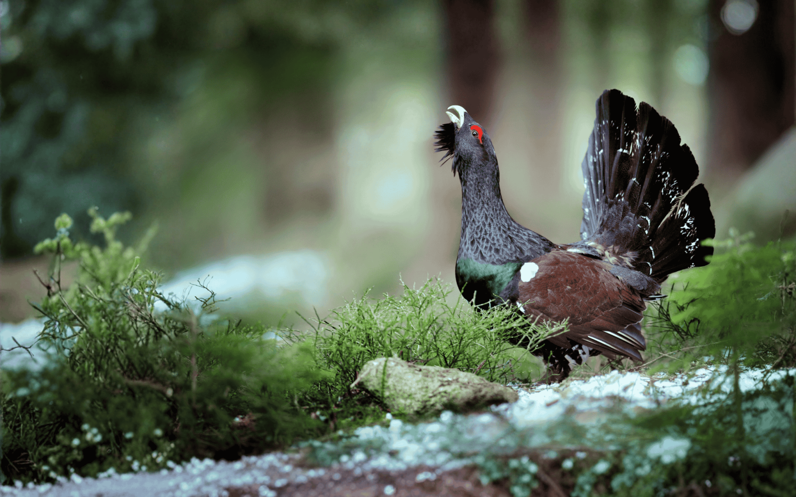 Grand Tétras (Tetrao urogallus)
