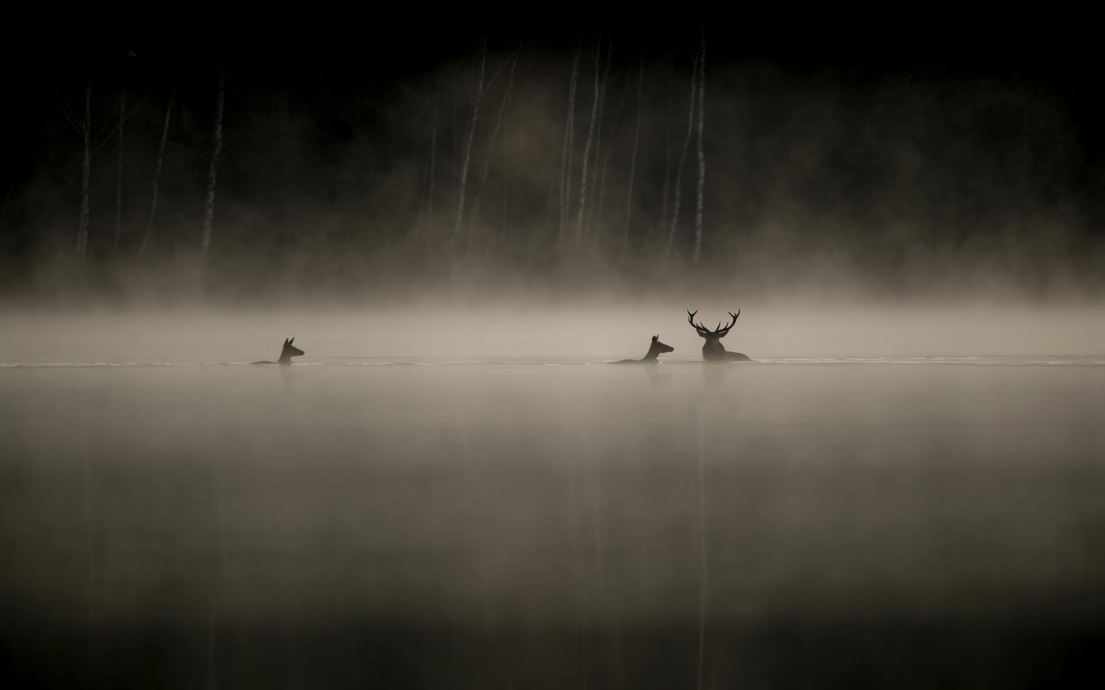 Le chant des forêts - Vincent Munier