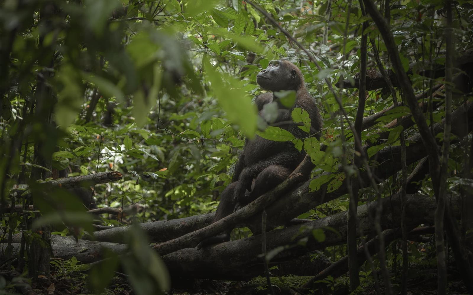 Au Coeur de la Jungle - photo - Gorille dans un arbre