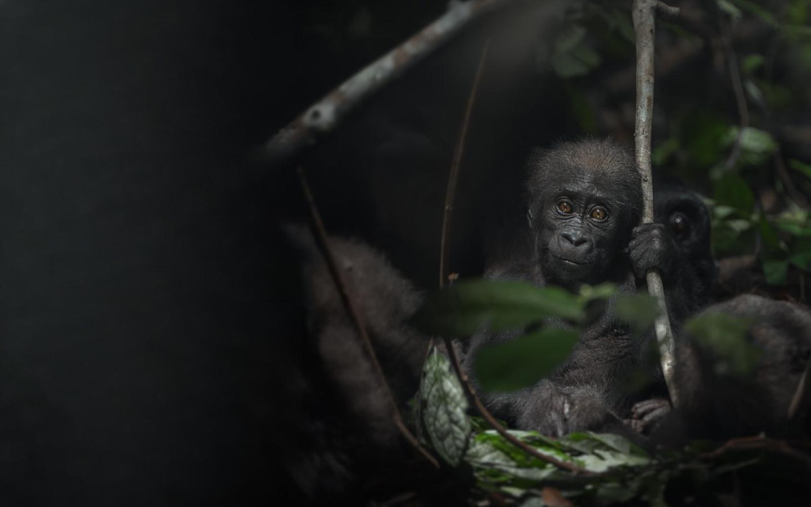 Jeune gorille "Au coeur de la Jungle"
