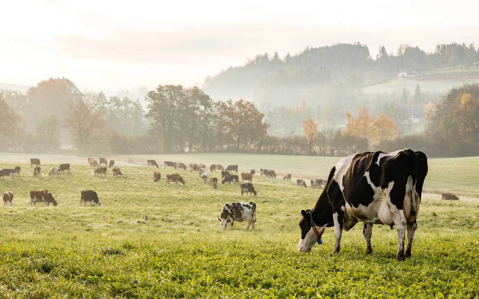 Vache Holstein qui broute dans une prairie