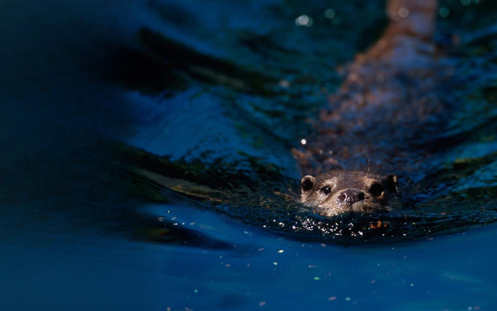 Loutre d'Europe nageant (lutra lutra)