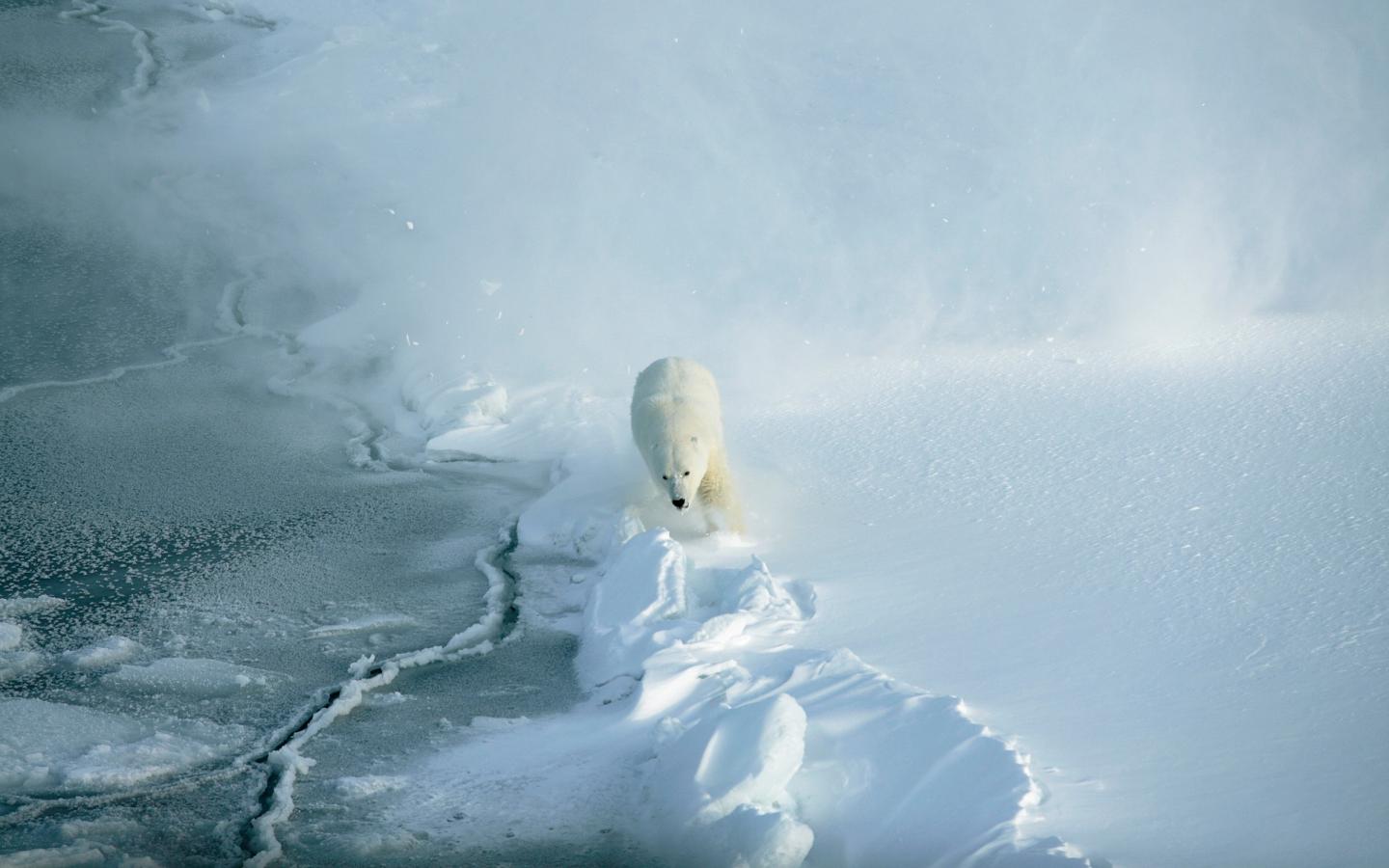 Ours polaire en train de courir dans la neige