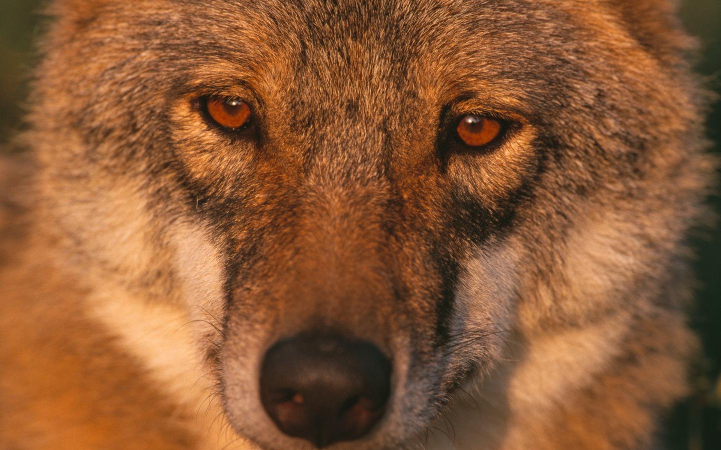 Portrait / visage d'un loup