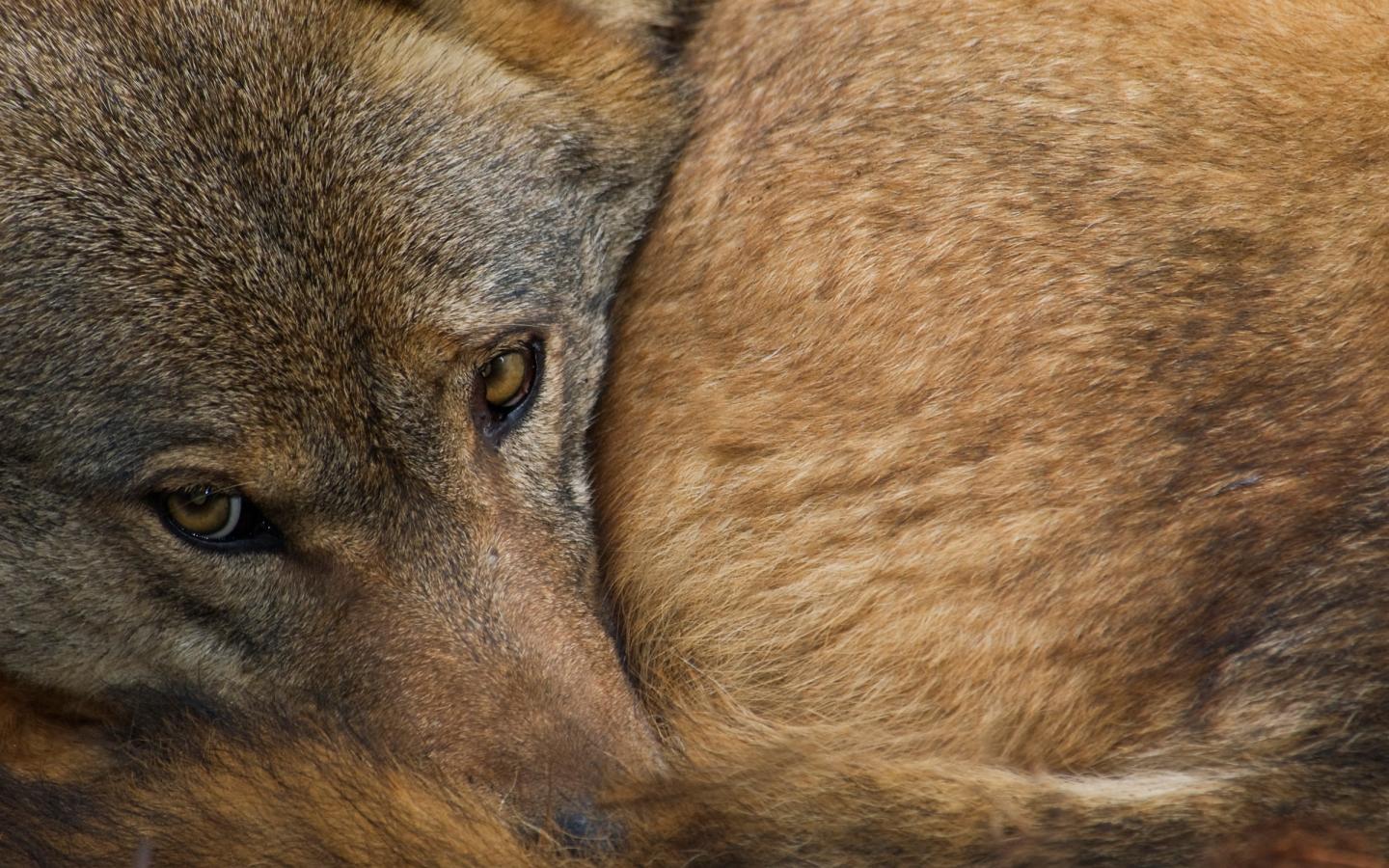 Loup recroquevillé sur lui-même