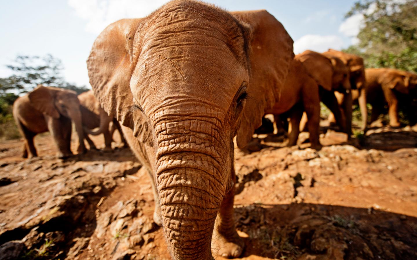 Bébé éléphant d'Afrique face à la caméra