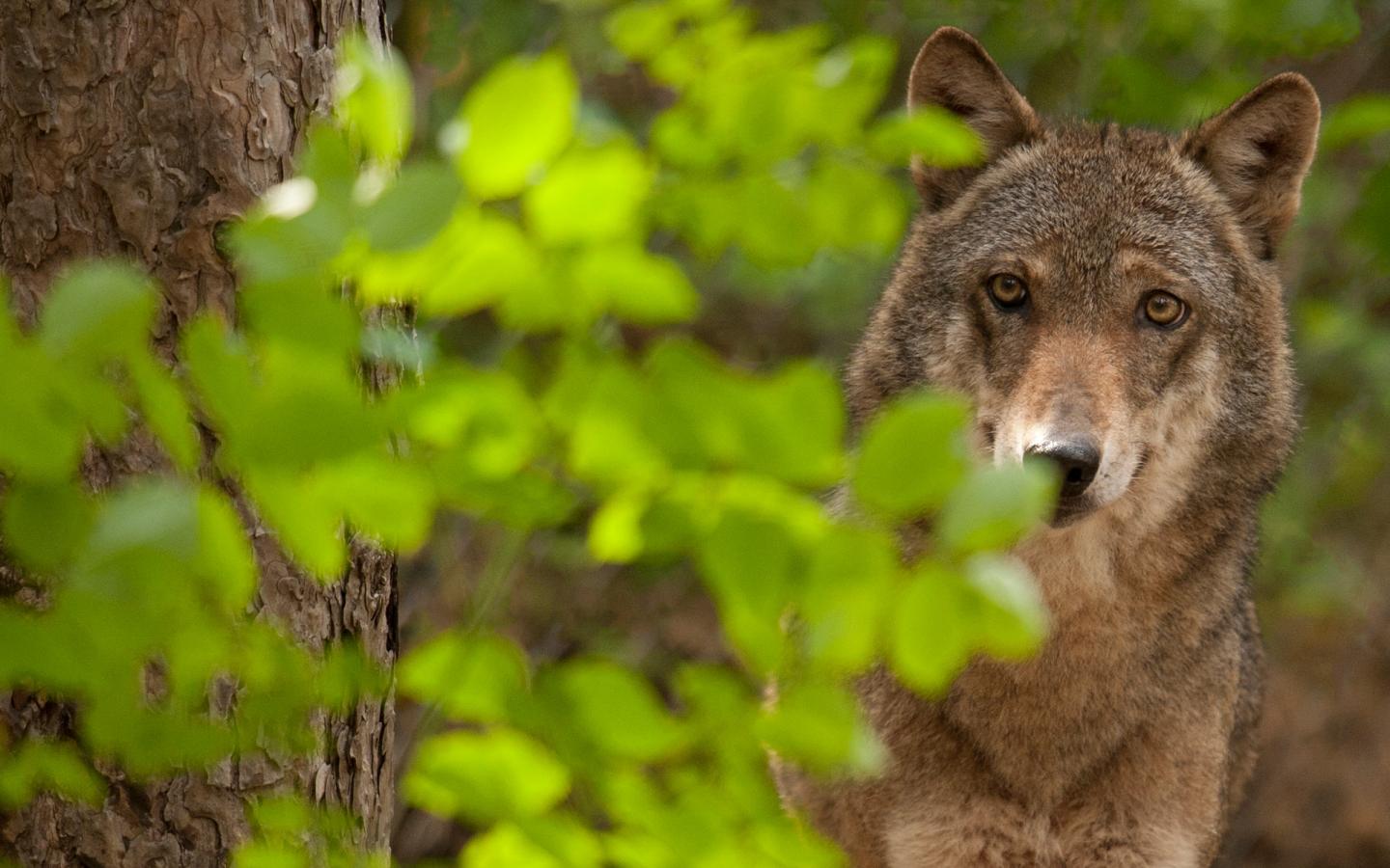Loup caché dans la forêt / derrière le feuillage