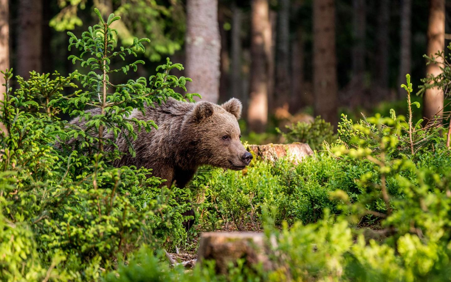 Ours brun (ursus arctos) regarde à droite dans la forêt