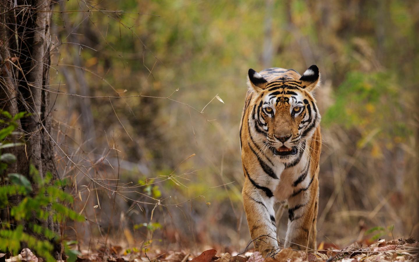 Tigre du Bengale dans le parc national de Bandhavgarh (Inde)
