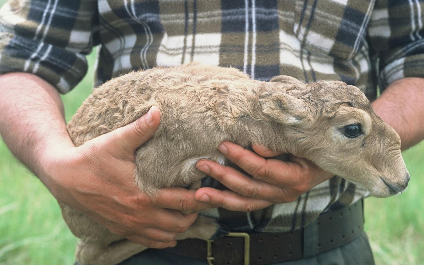 Antilope saïga de 1 an recueillie par un garde forestier dans la réserve naturelle de Cernye Zemli (Russie)