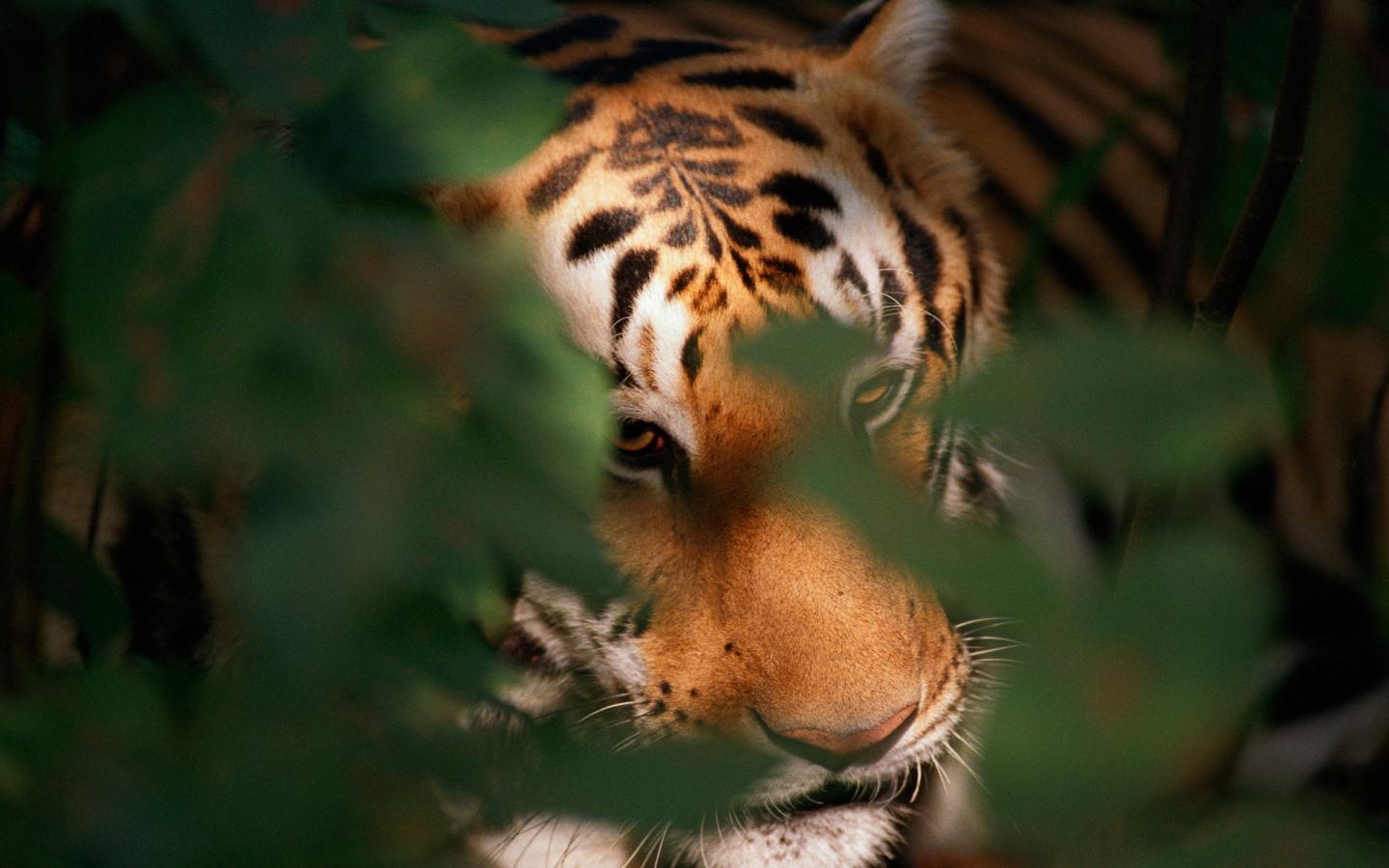 Tigre caché dans le feuillage