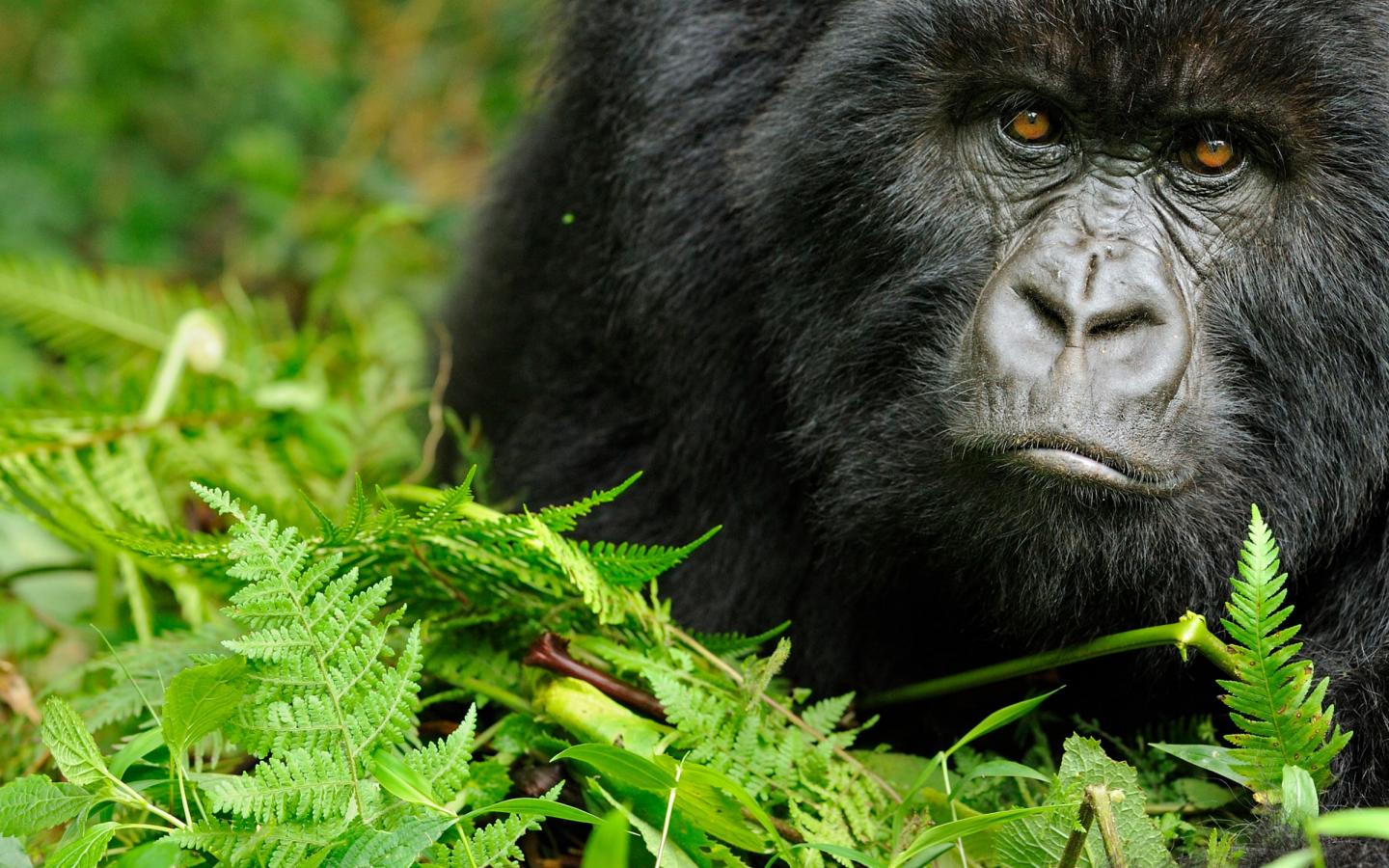 Portrait d'un gorille de montagne (Gorilla beringei beringei) du Virunga (Rwanda)
