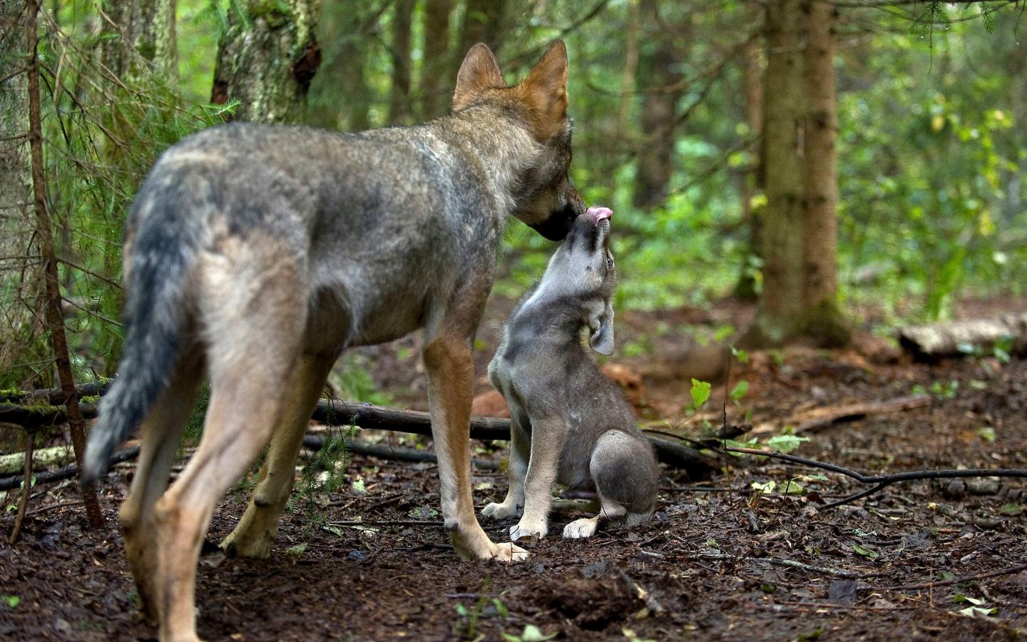 Toilettage d'un petit loup dans la forêt en Russie