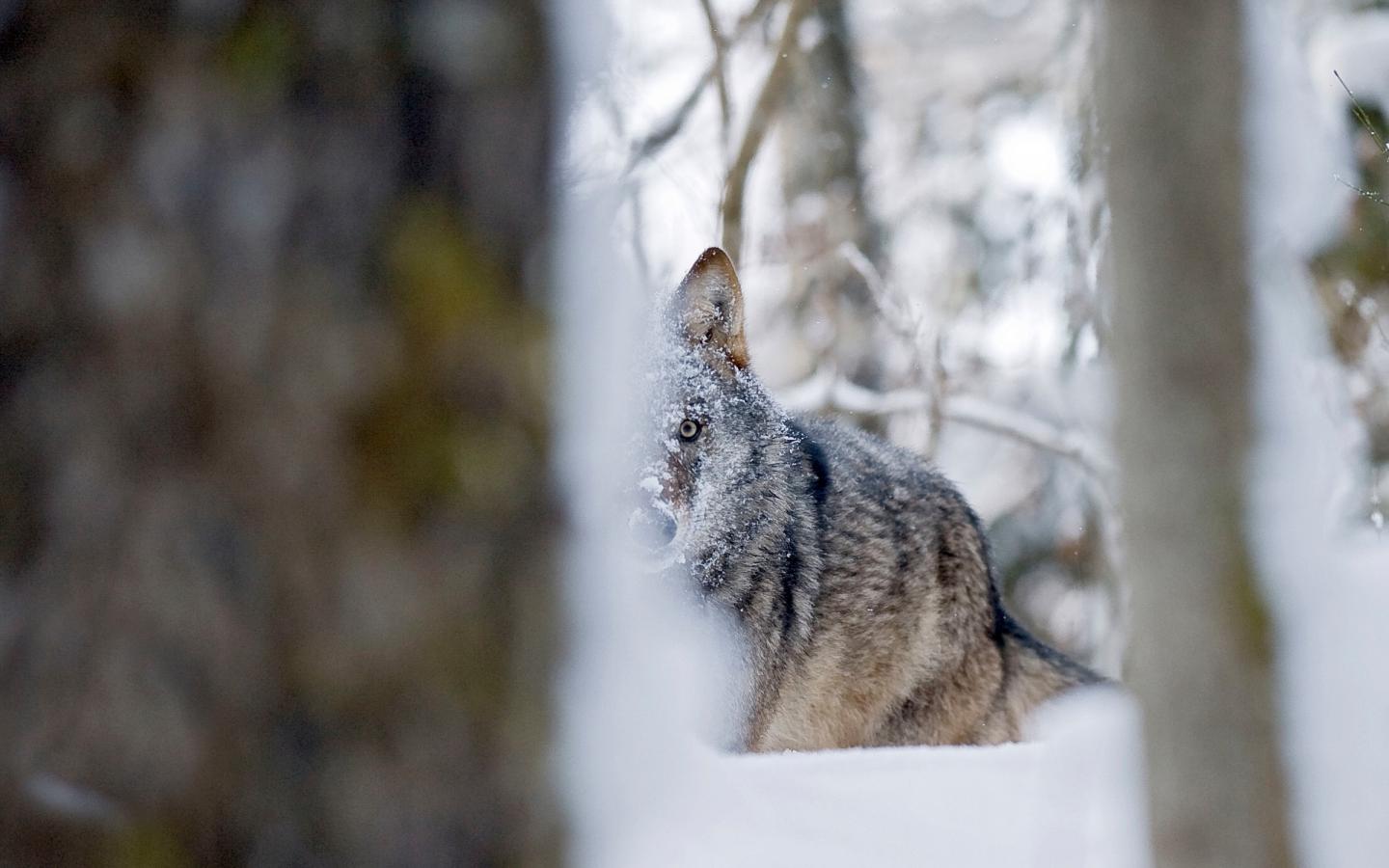 Loup dans la neige et caché derrière un arbre en Russie