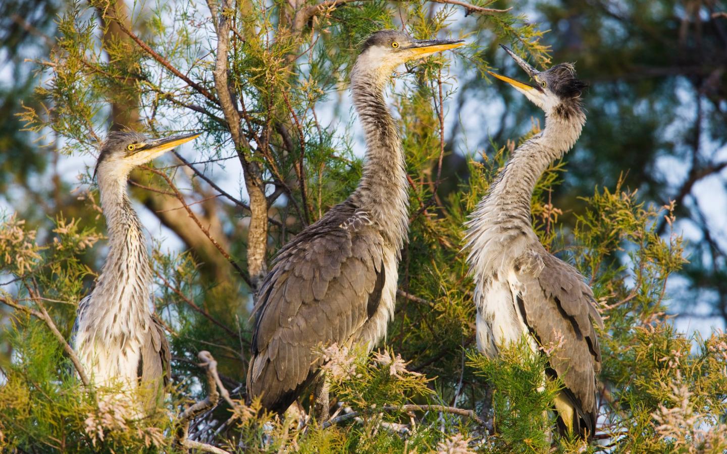 Trois hérons cendrés ((Ardea cinerea) dans un arbre près du pont du Gard, Camargue