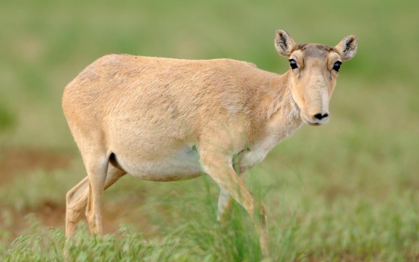 Portrait d'une antilope Saïga prise en Russie