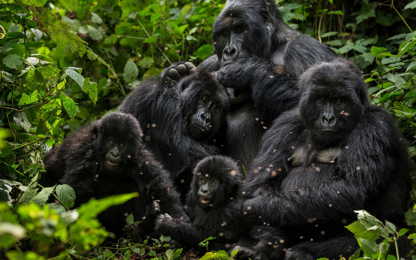 Famille de gorilles des montagnes dans le parc national de Virunga (République Démocratique du Congo)