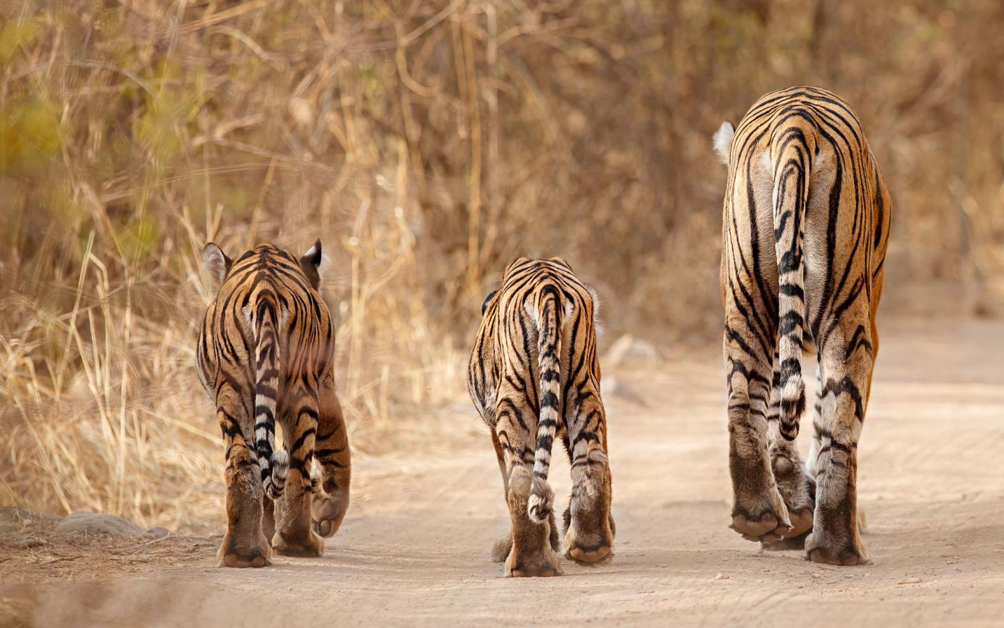 Mère tigre et ses 2 jeunes de dos (Inde)