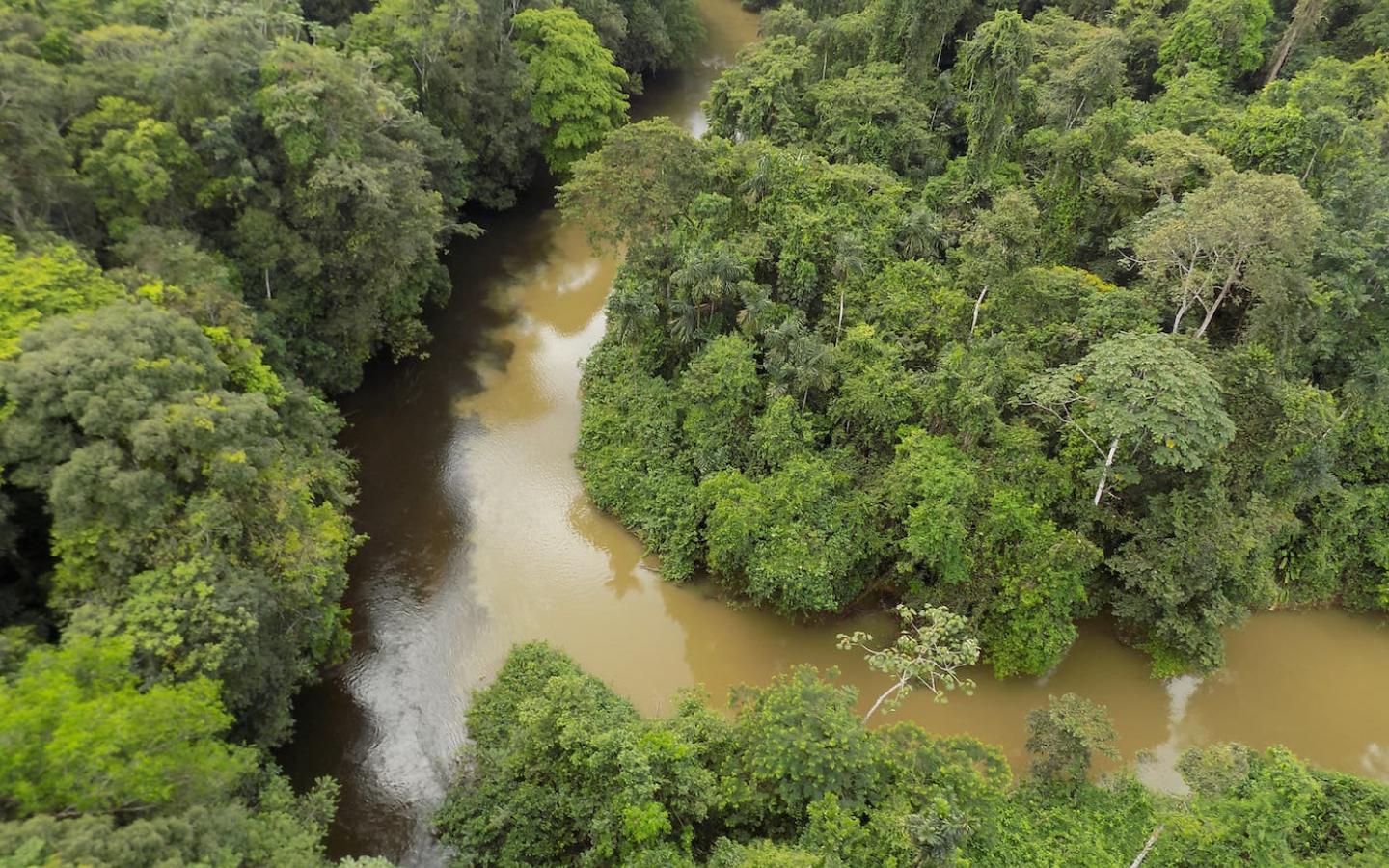 Vue aérienne d'une rivière en Guyane (Amazonie), habitat de la loutre géante