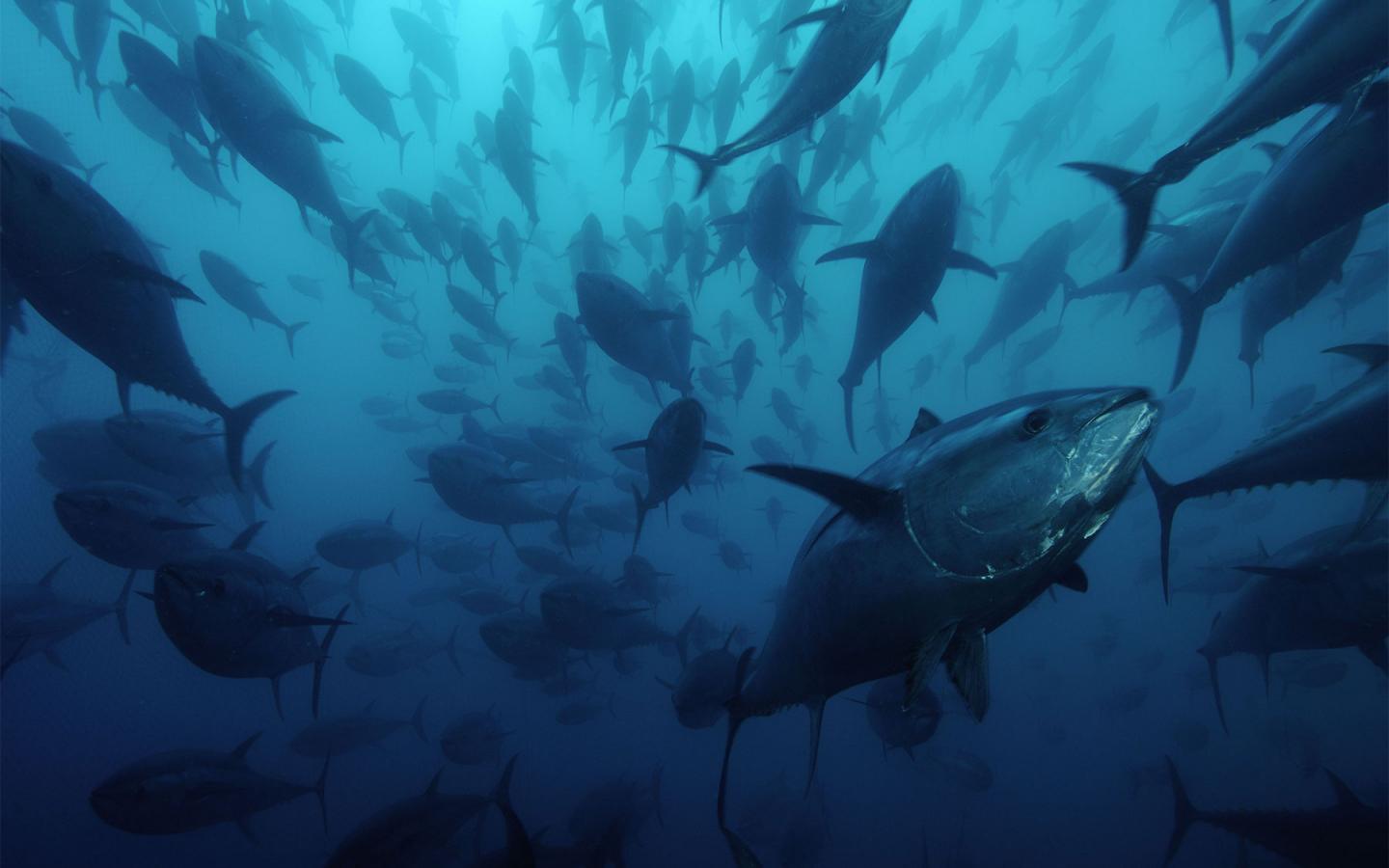 Banc thons rouges de l'Atlantique (Thunnus thynnus), Espagne