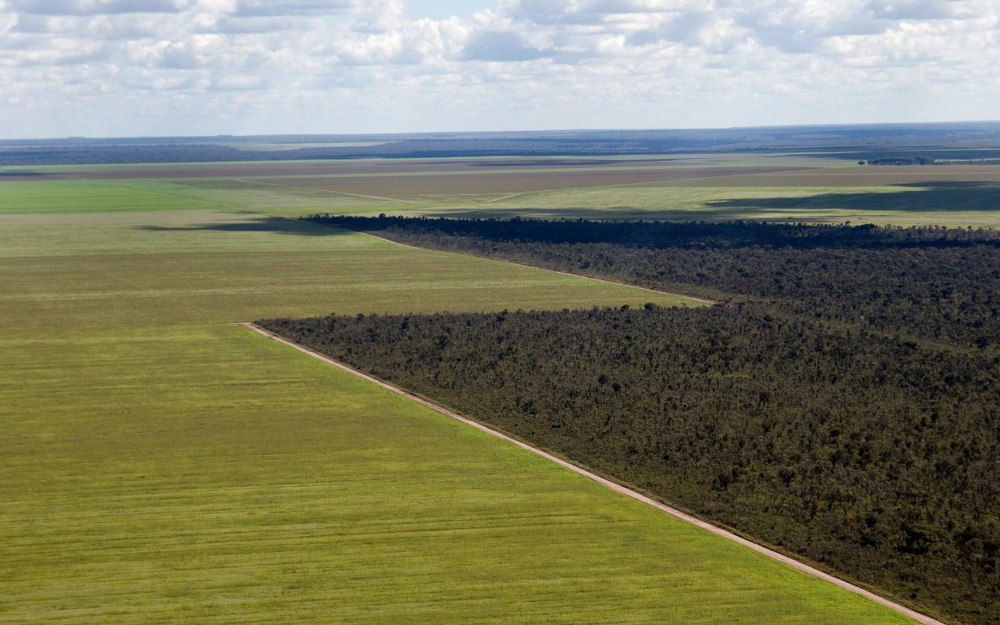 Vue aérienne des cultures de soja dans le Cerrado