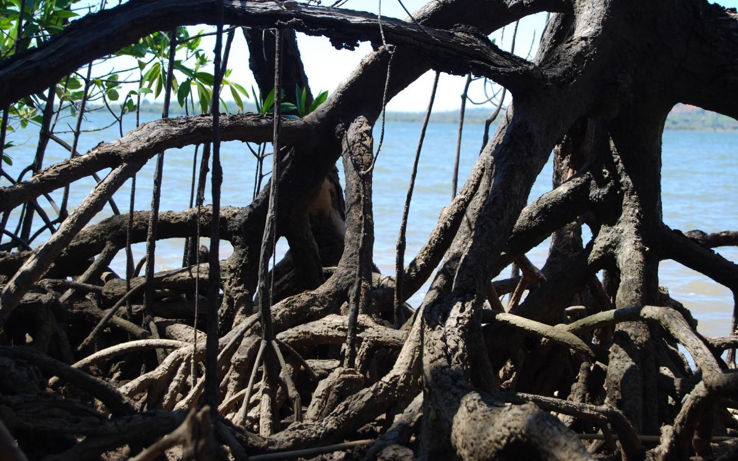 Mangrove, région de Diana (Madagascar)