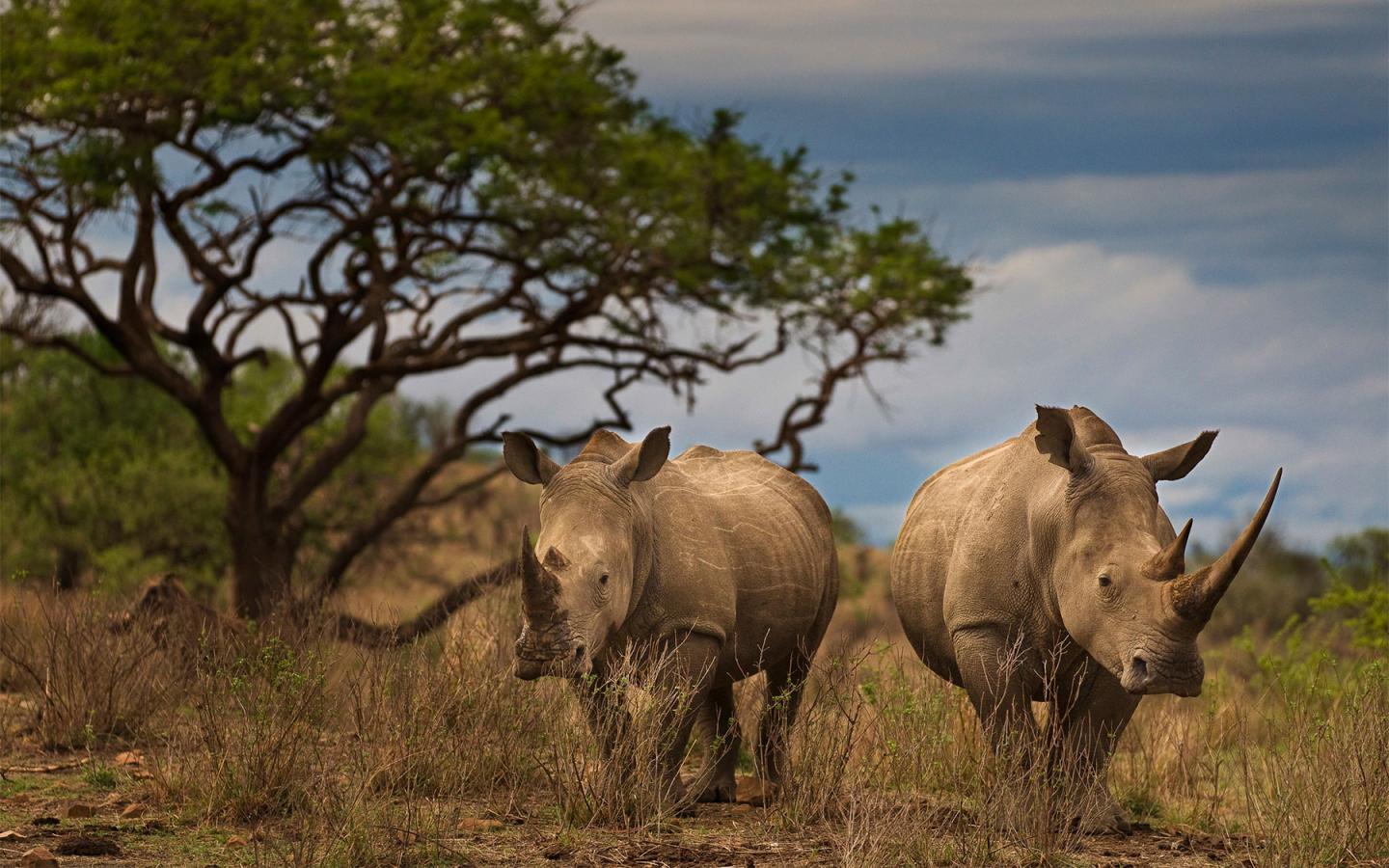 Couple de rhinocéros noirs, Afrique du Sud