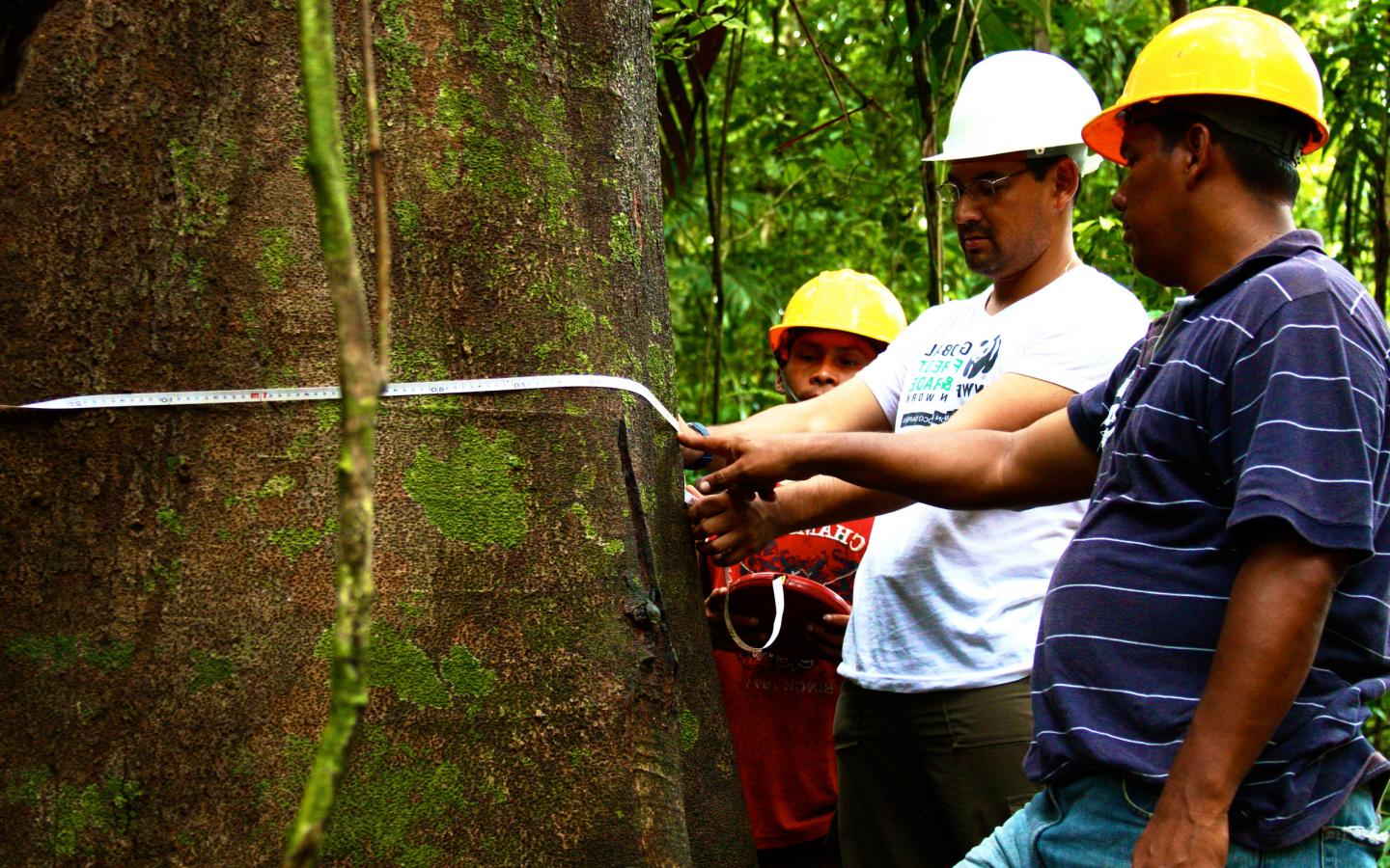 Conseillers techniques du WWF formant des Panaméens aux forêts durables