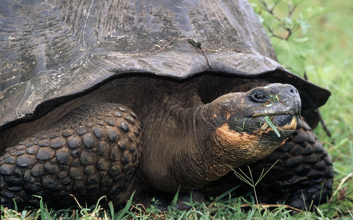 Tortue (Chelonoidis porteri), Îles Galápagos (Equateur)