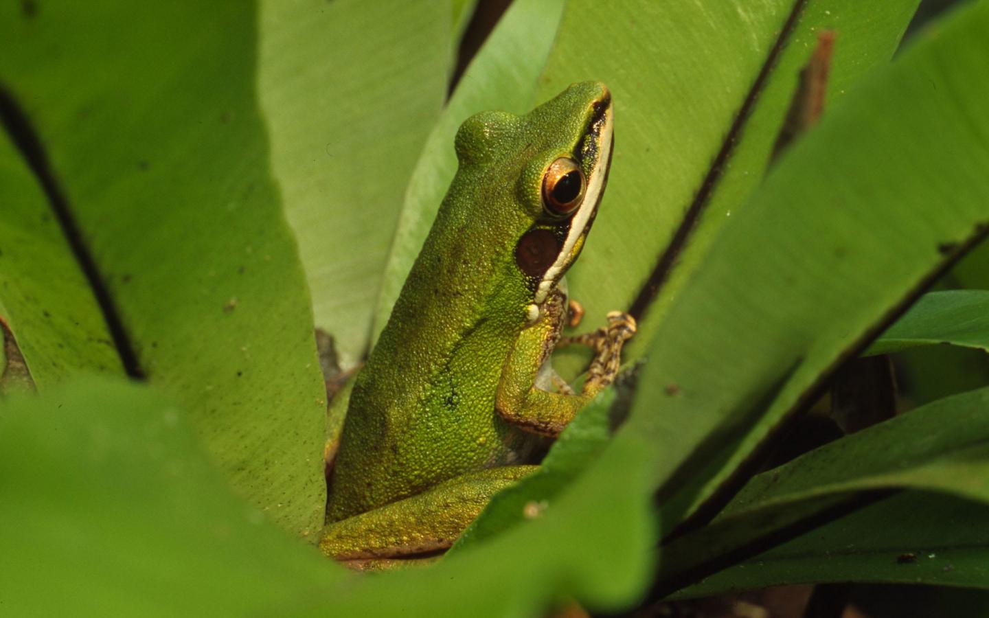 Grenouille Odorrana hosii (Malaysie)