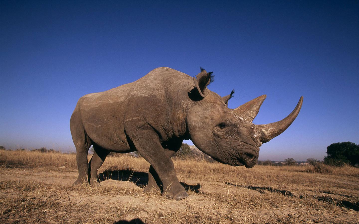 Rhinocéros noir, Afrique