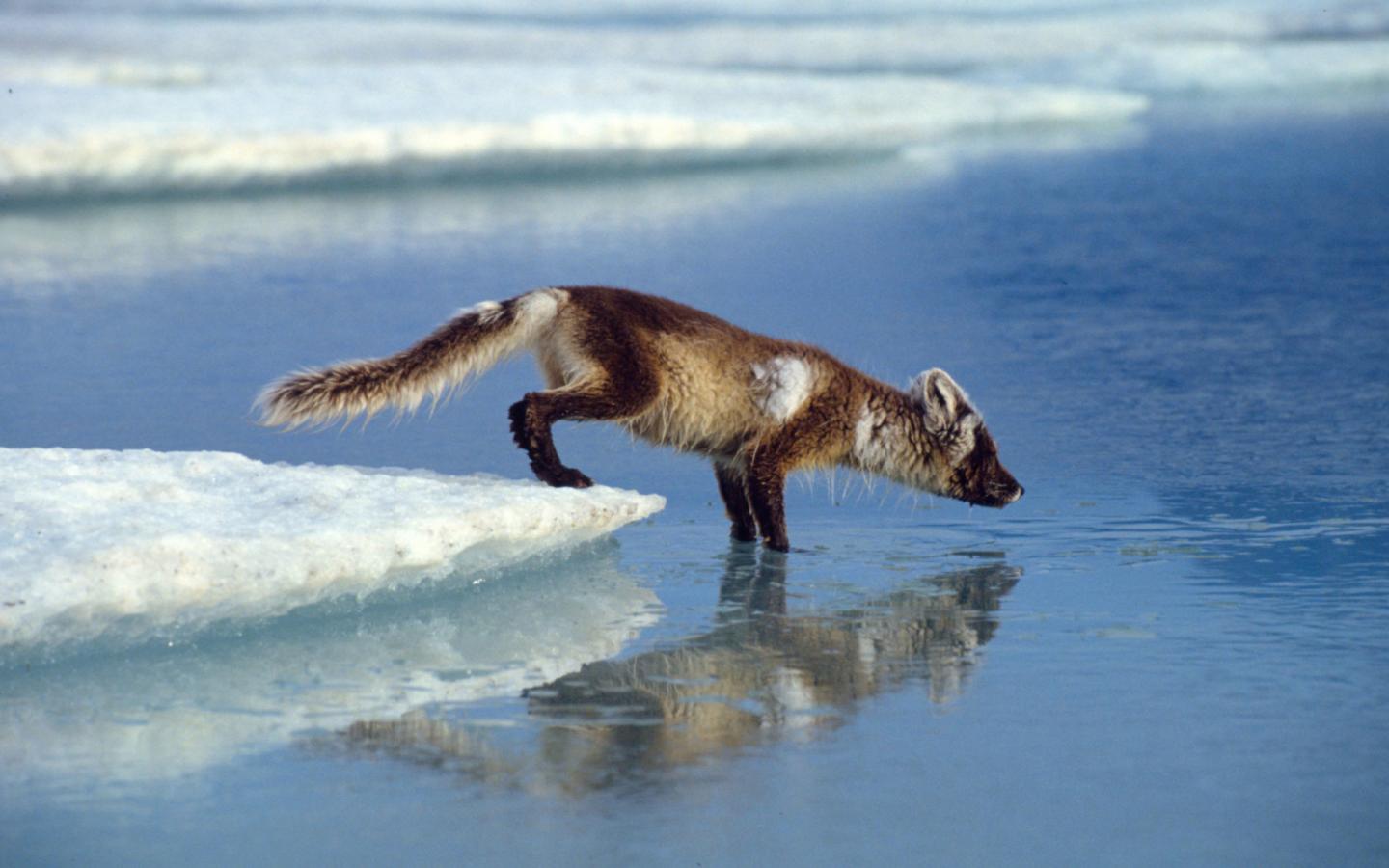 Renard polaire (Alopex lagopus), parc national du Groenland