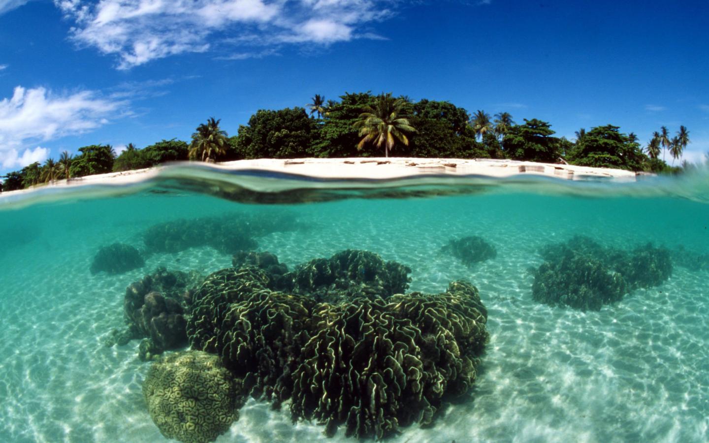Récif corallien, Îles de la tortue (Philippines)