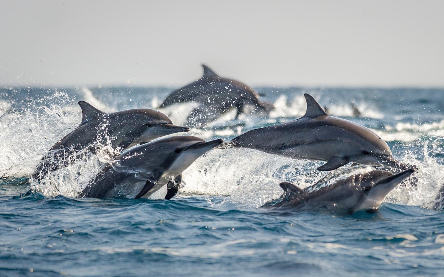 Dauphins à long bec (Nouvelle Calédonie)