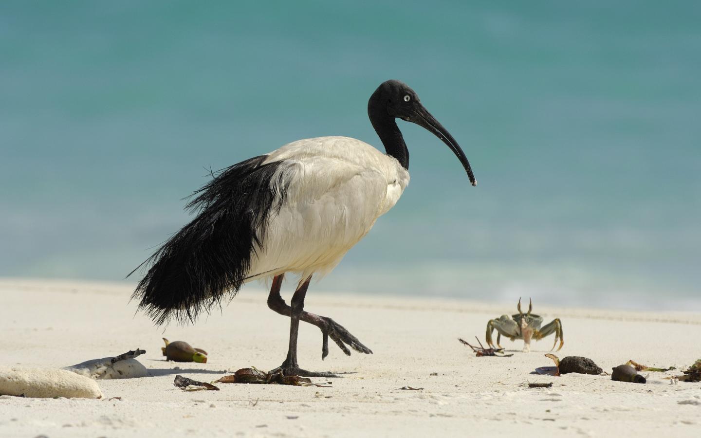 Ibis de Madagascar (Threskiornis bernieri)