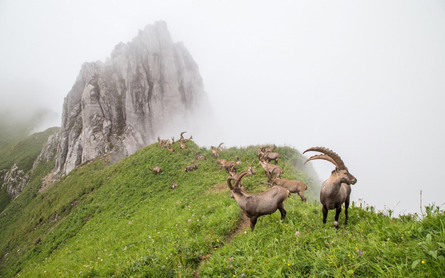 Groupe de Bouquetins des Alpes (Capra ibex) regroupés pour la période estivale, massif du Chablais, Alpes (France)