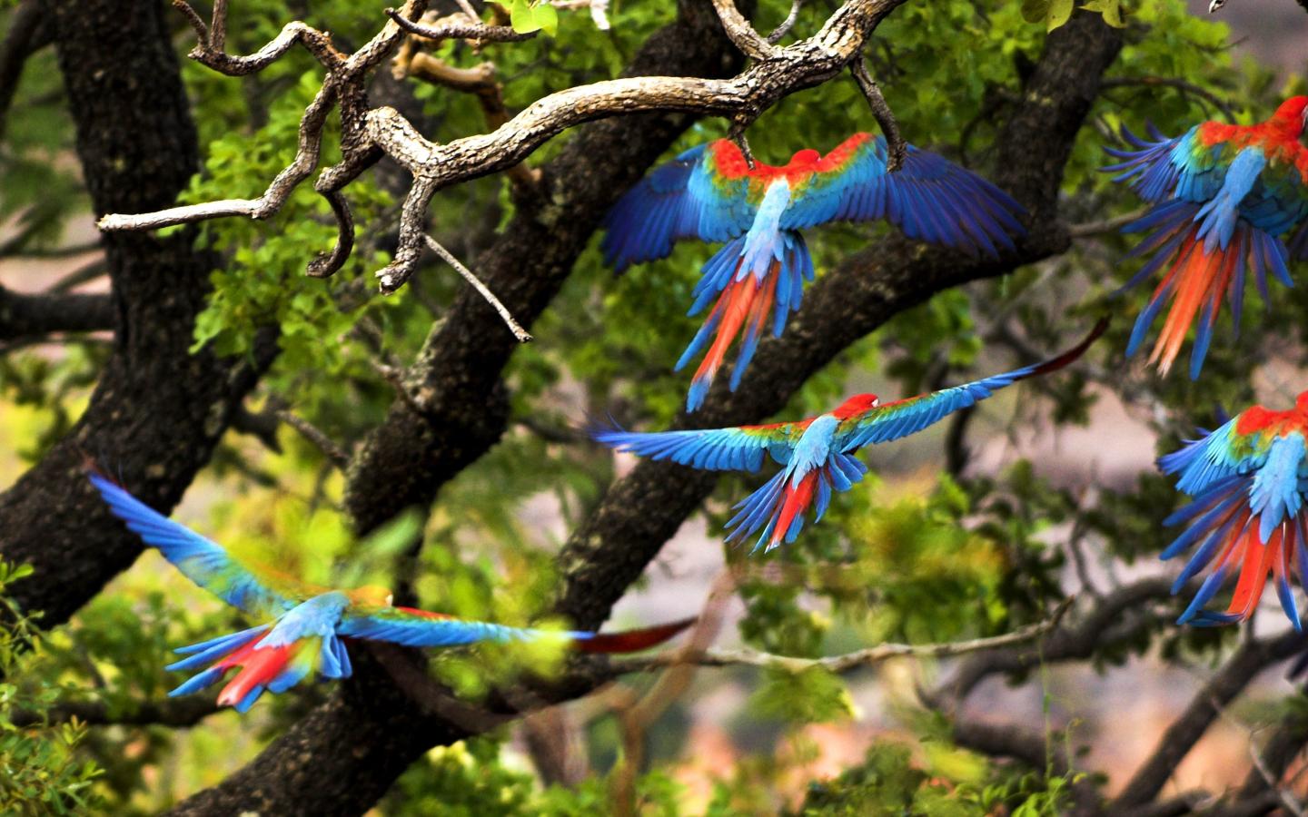 Aras chloroptères en vol, Cerrado, Piaui