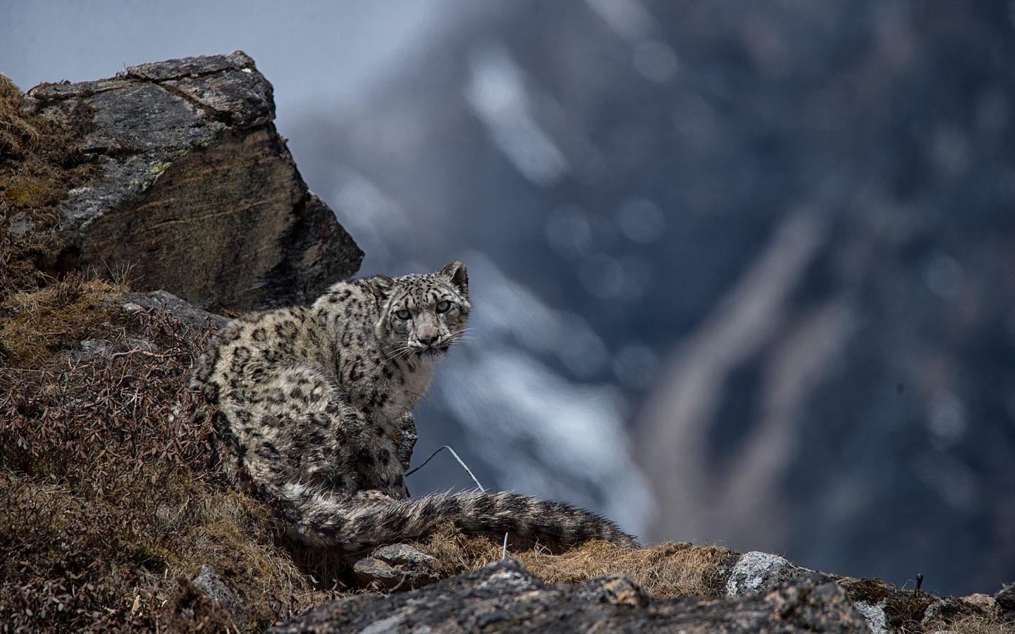 Yalung, 4ème panthère des neiges a s'être fait posé un collier satellite, Kangchenjunga Conservation Area on 8 May 2017 (Népal)